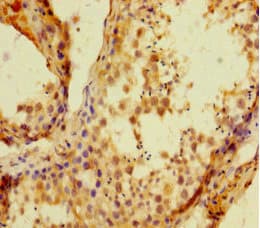 HIST1H1C Antibody
