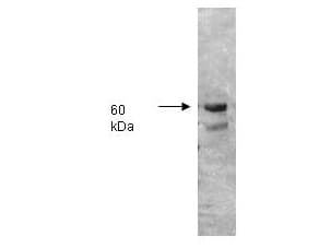ALPI / Alkaline Phosphatase Antibody (Lyophilized)