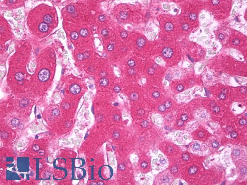 IHC-plus™ F9 / Factor IX Antibody