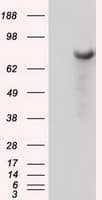 BTK Antibody (clone OTI12D4)
