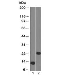 Monoclonal Mouse anti-Human CD3E Antibody (clone C3e/1308, IHC, IF, WB)