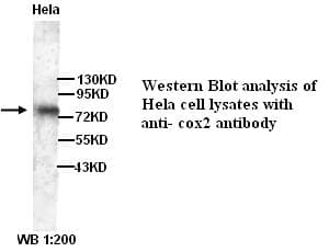 Polyclonal Rabbit anti-Human PTGS2 / COX2 / COX-2 Antibody (WB)
