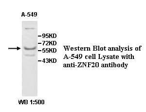 ZNF20 Antibody (aa249-522)