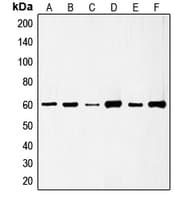 SRC Antibody (phospho-Ser75)