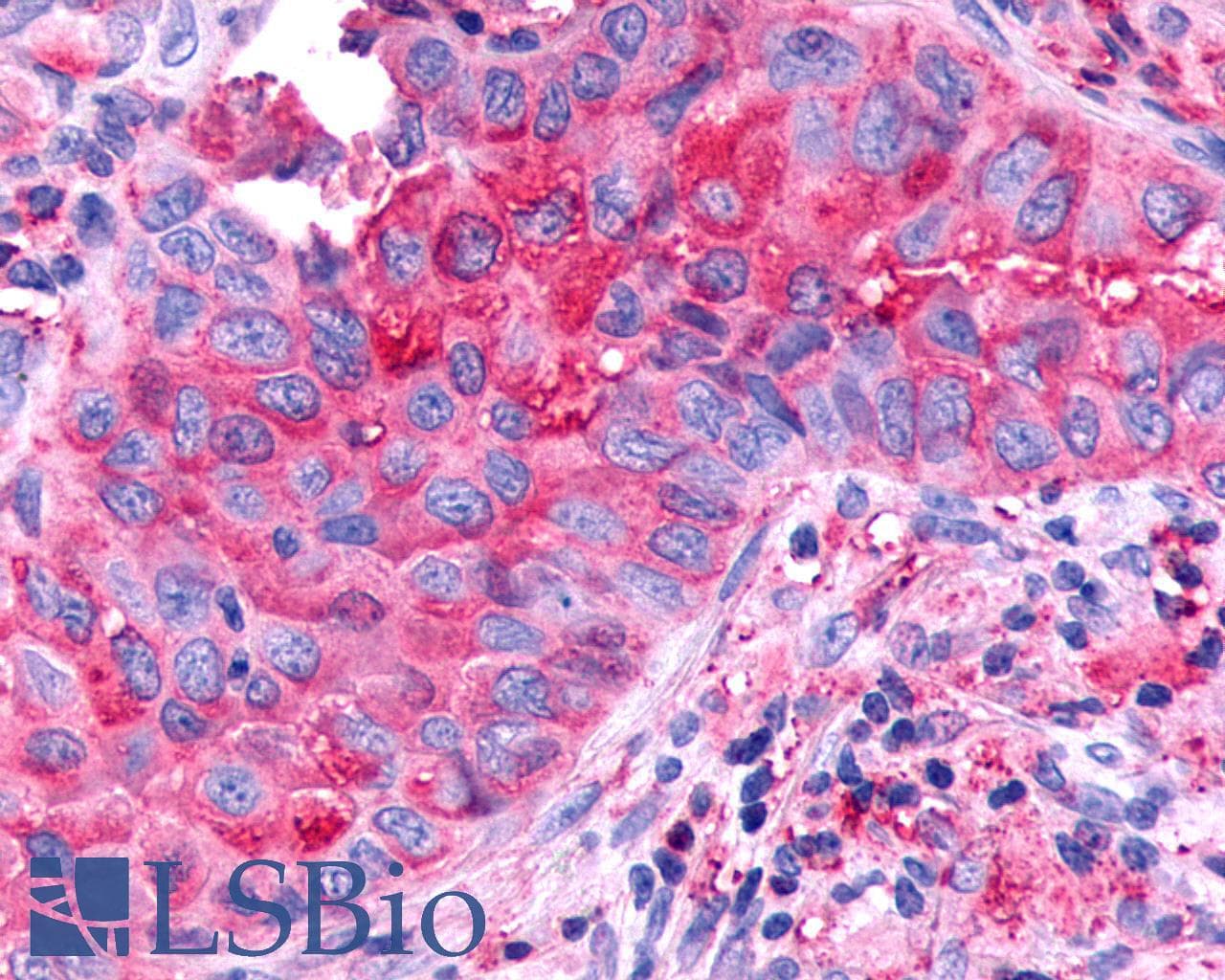 PathPlus™ CELSR1 Antibody (N-Terminus)