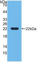 RBP4 Antibody