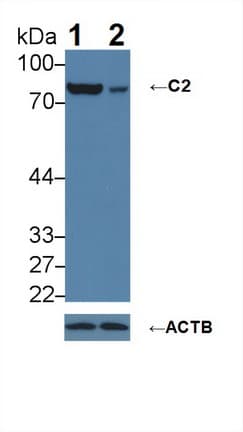 Complement C2 Antibody (aa245-451)