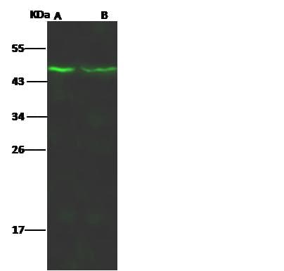 MAP2K1 / MKK1 / MEK1 Antibody (Preservative Free)