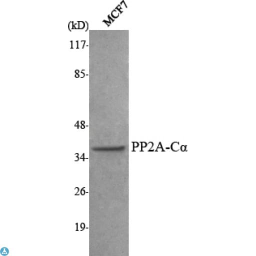 PP2Ac / PPP2CA Antibody