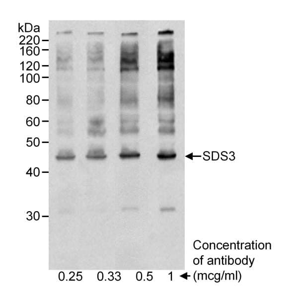 Polyclonal Goat anti-Human SUDS3 Antibody (aa175-225, WB)