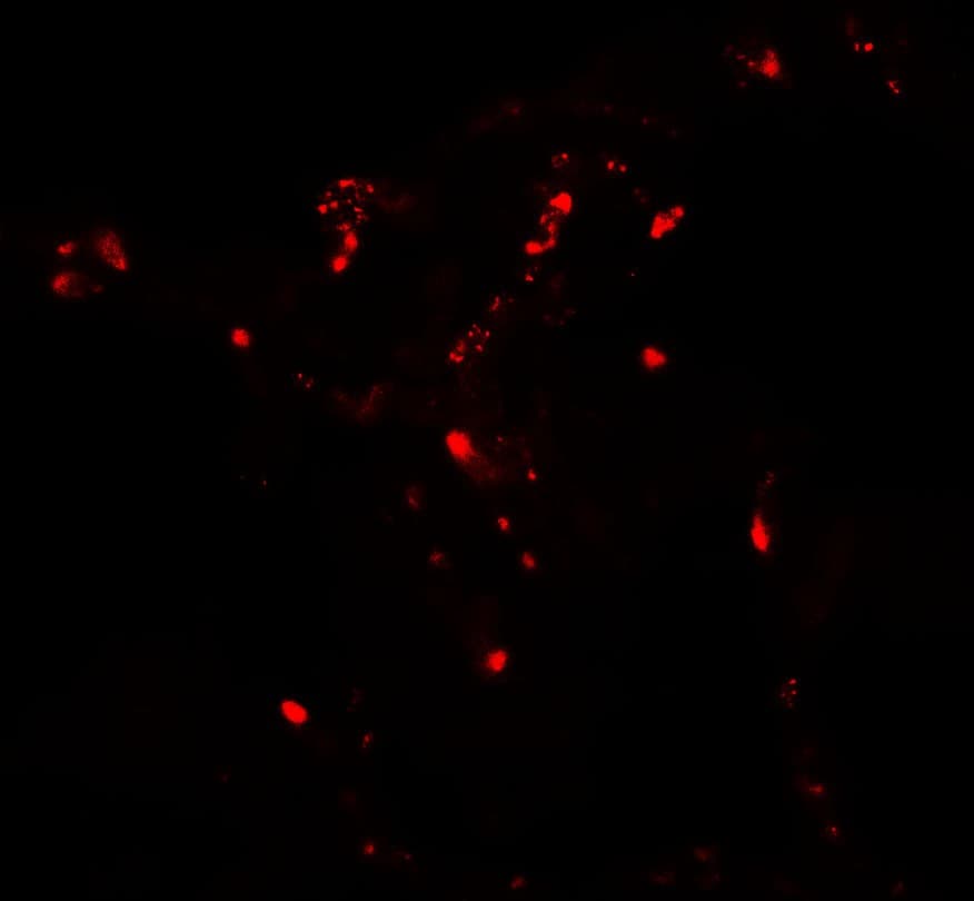 IHC-plus™ AUTL1 / ATG4C Antibody