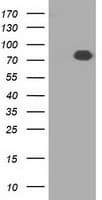 HID1 / C17orf28 Antibody (clone OTI2G6)