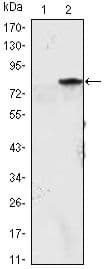 MYOD / MYOD1 Antibody (clone 1C8)