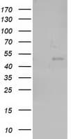 NEU2 / Sialidase 2 Antibody (clone OTI4F4)