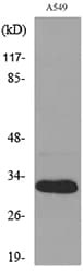 BAFF / TNFSF13B Antibody
