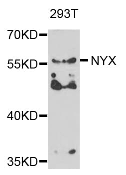 NYX Antibody