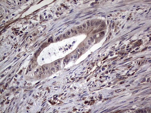 NUDT12 Antibody (aa1-251, clone OTI3E7, Carrier-free)