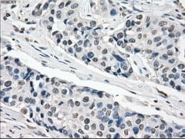 XRCC4 Antibody (clone OTI4H9)