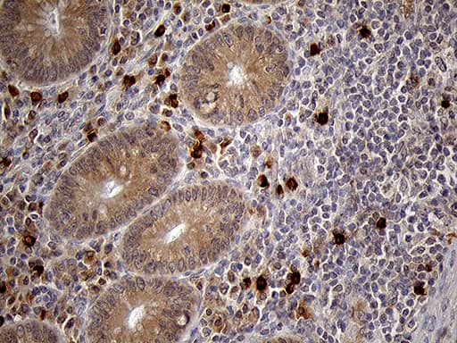 FOLR3 Antibody (clone OTI7E10)
