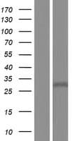 ZDHHC22 Protein (Over-Expression Lysate Myc-DDK (Flag))