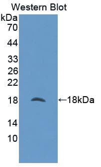NUTF2 / PP15 Antibody