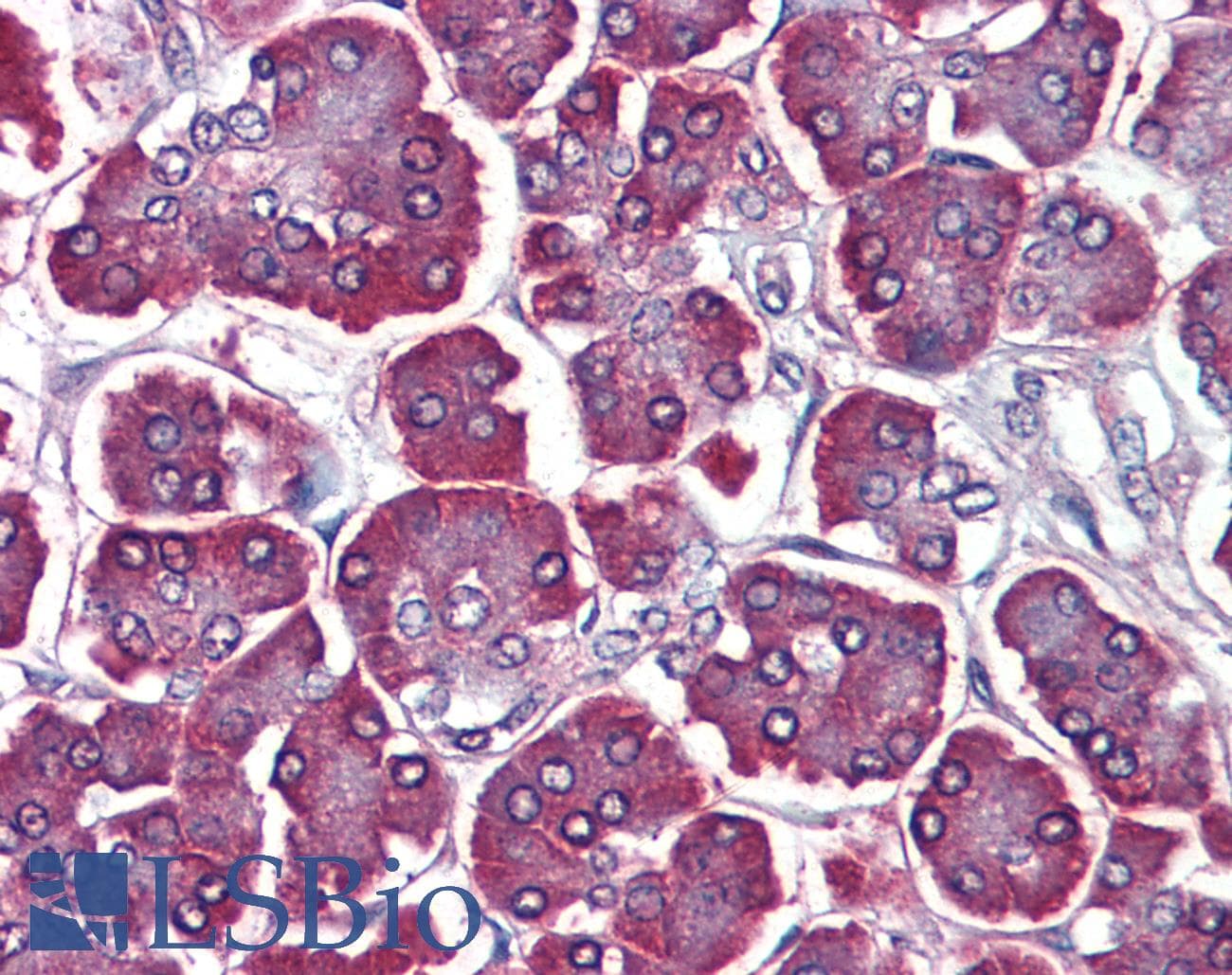 IHC-plus™ PDCD5 Antibody