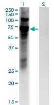 Monoclonal Mouse anti-Human ZNF10 / KOX1 Antibody (clone 1E1, WB)