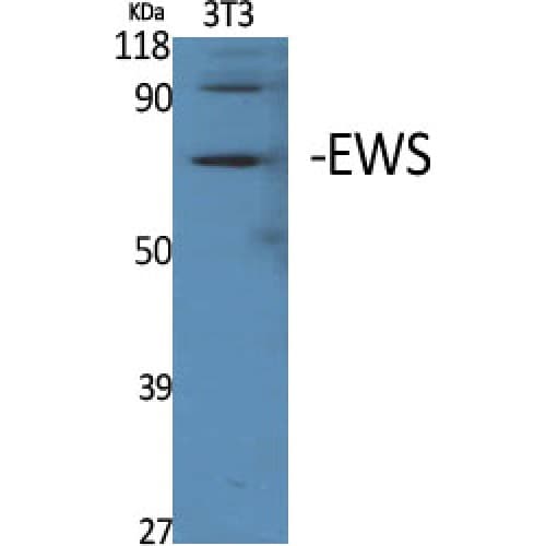 Polyclonal Rabbit anti-Human EWSR1 / EWS Antibody (380-460 aa, Internal, WB)