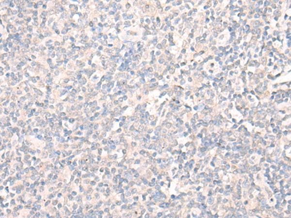 LILRA2 / CD85h / ILT1 Antibody