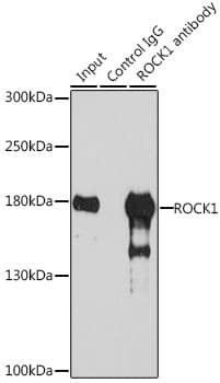 Rho Kinase / ROCK1 Antibody
