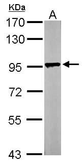 Polyclonal Rabbit anti-Human LETM1 Antibody (aa506-723, IHC, WB)