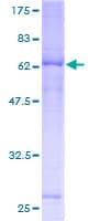 Human FAM105A Protein (Recombinant GST)