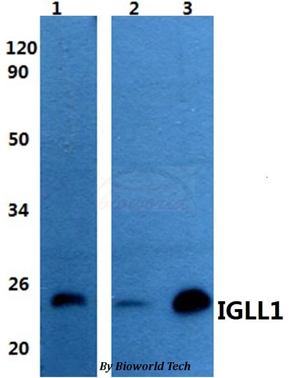 IGLL1 / CD179b Antibody