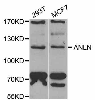 Anillin Antibody