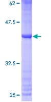 Human MRPS33 Protein (Recombinant GST)