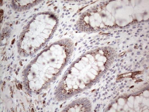 CD34 Antibody (aa312-385, clone OTI12F2)