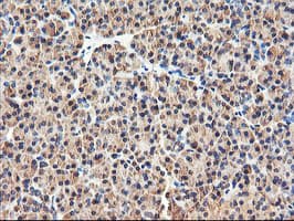 RNPEP Antibody (clone OTI3B5)