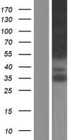MPRIP / RIP3 Protein (Over-Expression Lysate Myc-DDK (Flag))