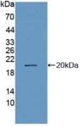 MME / CD10 Antibody (aa382-538, Cy3)