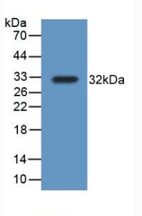 TRXR1 / TXNRD1 Antibody (aa208-433)