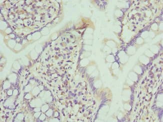 NMU / Neuromedin U Antibody