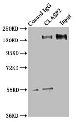 CLASP2 Antibody