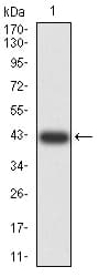 AEBP2 Antibody (clone 2D7B6)