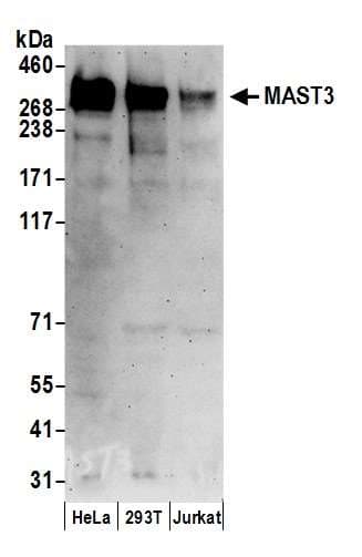 MAST3 Antibody (aa325-375)
