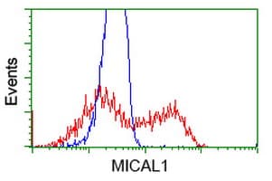 MICAL1 / MICAL Antibody (clone OTI6H10)