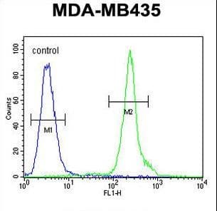 ZBBX Antibody (aa34-62)
