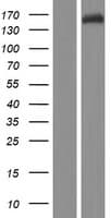 FAM208A Protein (Over-Expression Lysate Myc-DDK (Flag))