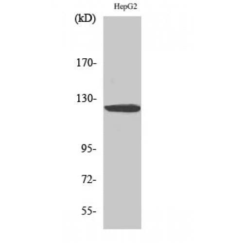 Histone Deacetylase HDAC5 / HDAC9 Antibody (200-280 aa)