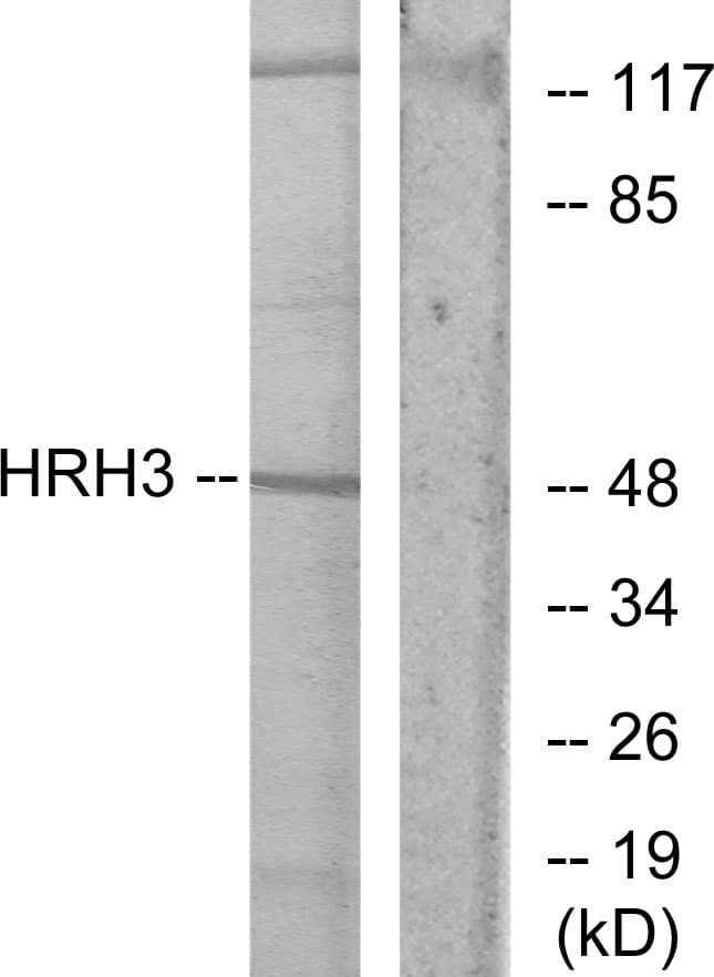Polyclonal Rabbit anti-Human HRH3 / Histamine 3 Receptor Antibody (aa291-340, WB)