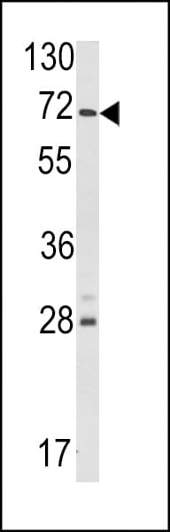 USP21 Antibody (aa226-256)